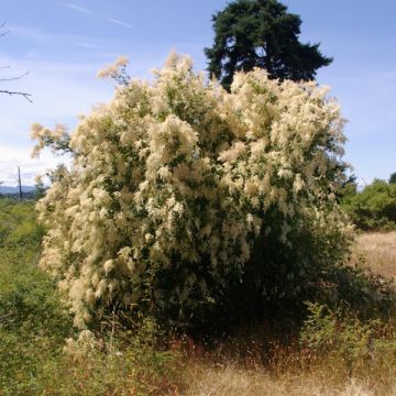 Holodiscus discolor - Schaumspiere