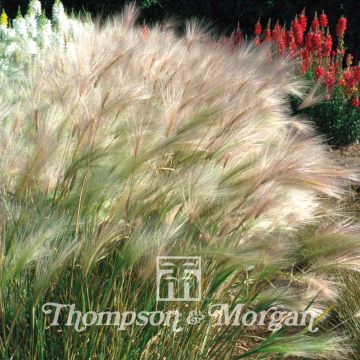 Hordeum jubatum (Samen) - Mähnen-Gerste