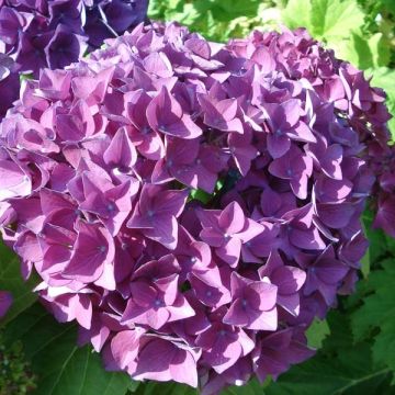 Hydrangea macrophylla Hovaria Hobergine - Bauernhortensie