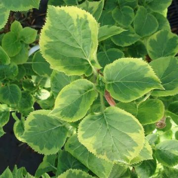 Hydrangea anomala petiolaris Miranda - Kletter-Hortensie