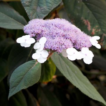 Hydrangea aspera Velvet & Lace - Samthortensie