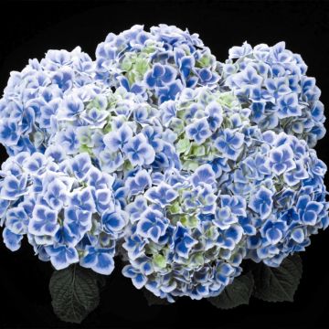 Hydrangea macrophylla Beautensia Dali - Bauernhortensie