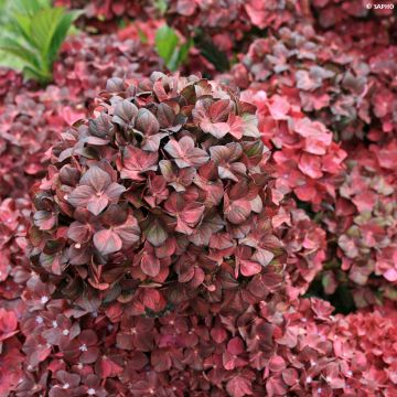 Hydrangea macrophylla Chocolate Ever Belles - Bauernhortensie