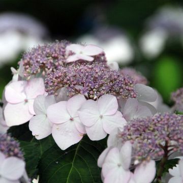 Hydrangea macrophylla Cloudi - Bauernhortensie