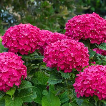 Hydrangea macrophylla Eughen Hahn - Bauernhortensie