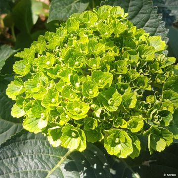 Hydrangea macrophylla Green Ever Belles - Bauernhortensie