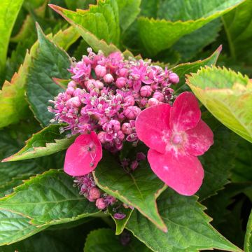 Hydrangea macrophylla Teller Kardinal - Bauernhortensie