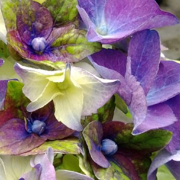 Hydrangea macrophylla Lady Mata Hari - Bauernhortensie