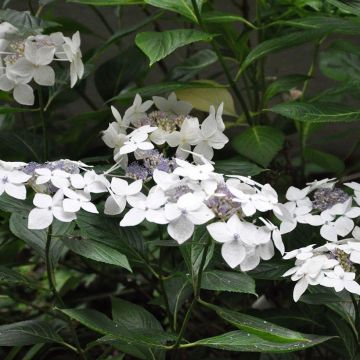 Hydrangea macrophylla Lanarth White - Bauernhortensie