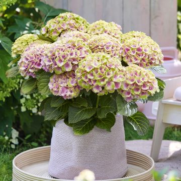 Hydrangea macrophylla Magical Jewel rosa - Bauernhortensie