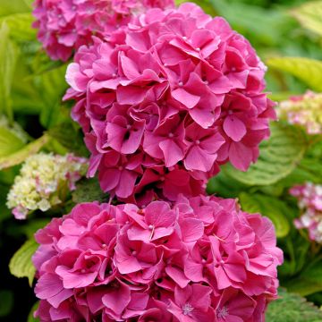 Hydrangea macrophylla Pink Pop - Bauernhortensie