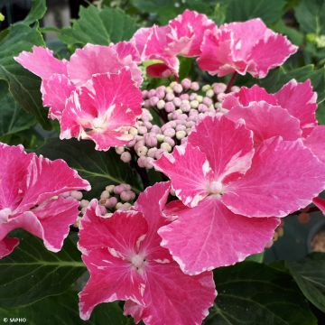 Hydrangea macrophylla So Long Aya - Bauernhortensie