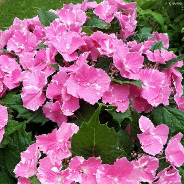 Hydrangea macrophylla So Long Starlit Sky - Bauernhortensie