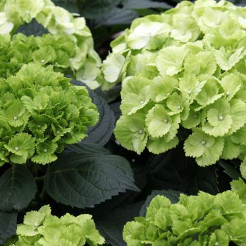 Hydrangea macrophylla Verdi - Bauernhortensie