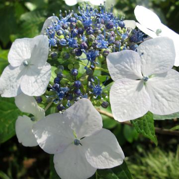 Hydrangea macrophylla White Wave - Bauernhortensie