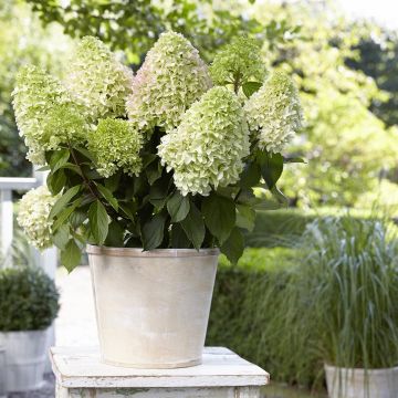 Rispenhortensie Little Fresco - Hydrangea paniculata