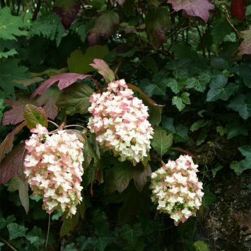 Hydrangea quercifolia Snowflake - Hortensia à feuilles de chêne