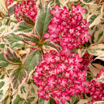 Hydrangea serrata Euphoria Pink - Tellerhortensie