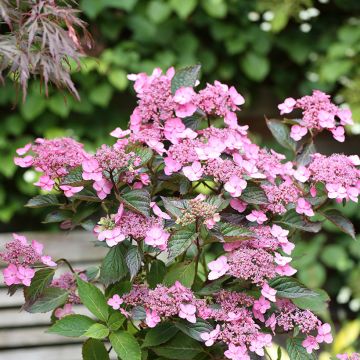 Hydrangea serrata Koreana - Tellerhortensie