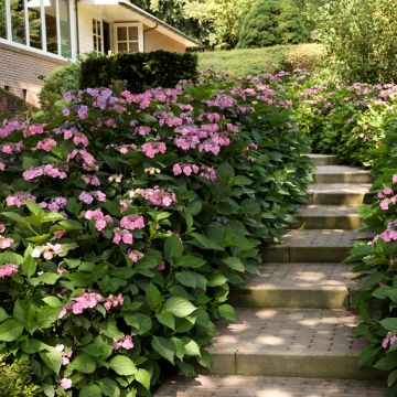 Hortensia - Hydrangea serrata Summer Glow