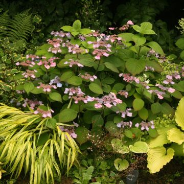 Hydrangea serrata Veerle - Tellerhortensie