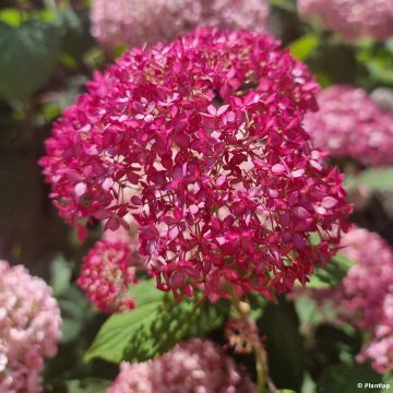 Ballhortensie Candybelle Sorbet - Hydrangea arborescens