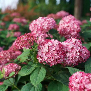 Schneeballhortensie Ruby Annabelle - Hydrangea arborescens