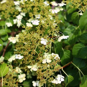 Hydrangea anomala petiolaris var. cordifolia - Kletter-Hortensie