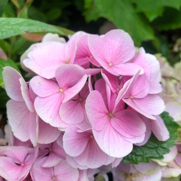 Hydrangea macrophylla Xian - Bauernhortensie