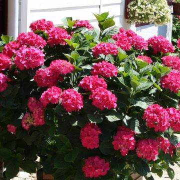 Hydrangea macrophylla King George V - Bauernhortensie