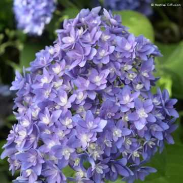 Hydrangea macrophylla Stellar Blue - Bauernhortensie