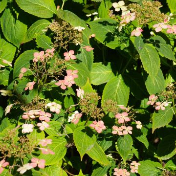 Rispenhortensie Dharuma - Hydrangea paniculata