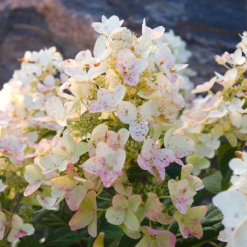 Rispenhortensie Tickled Pink - Hydrangea paniculata