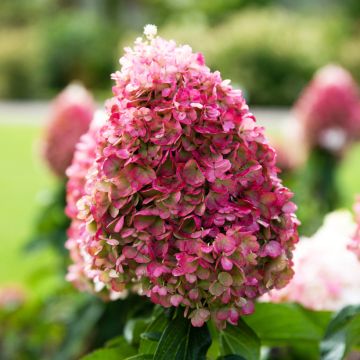 Rispenhortensie Living Pinky Promise - Hydrangea paniculata