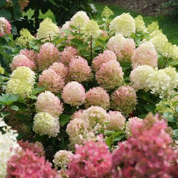 Rispenhortensie Fire Light Tidbit - Hydrangea paniculata