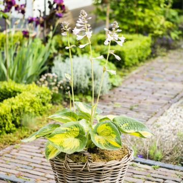 Hosta Alligator Alley - Garten-Funkie