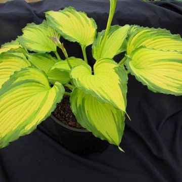 Hosta Amalia - Garten-Funkie