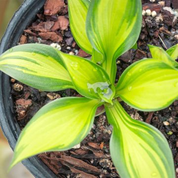 Hosta Diamond Tiara