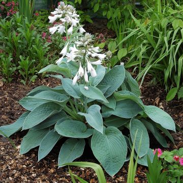 Hosta Big Mama - Garten-Funkie