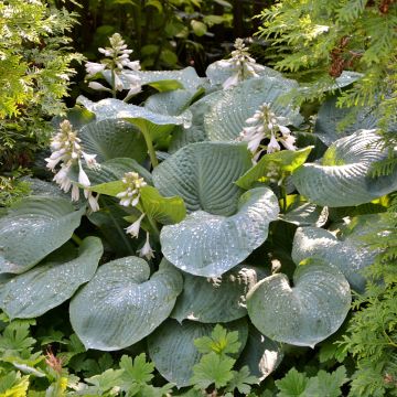 Hosta Blue Angel