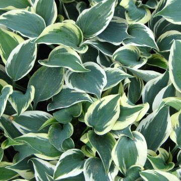 Hosta tardiana Blue Ivory - Garten-Funkie