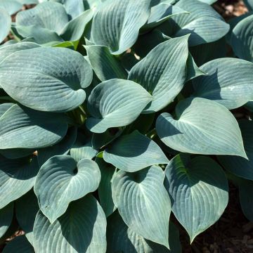 Hosta Blue Mammoth - Garten-Funkie