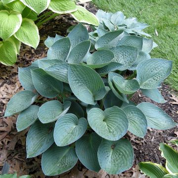 Hosta Blue Vision - Garten-Funkie