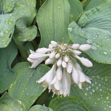 Hosta Bressingham Blue - Garten-Funkie