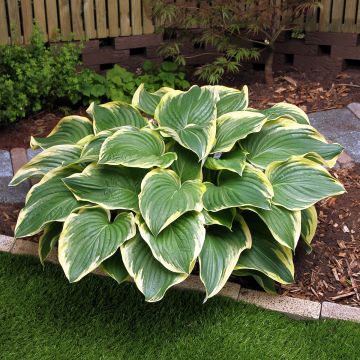 Hosta Broadway - Garten-Funkie