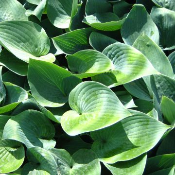 Hosta Canadian Blue - Garten-Funkie