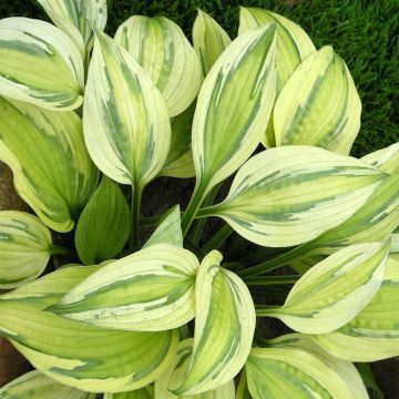 Hosta Captain’s Adventure - Garten-Funkie