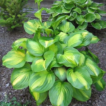 Hosta Cathedral Windows - Garten-Funkie