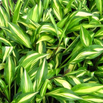 Hosta Cherry Berry - Garten-Funkie