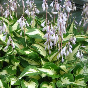 Hosta Christmas Candy - Garten-Funkie